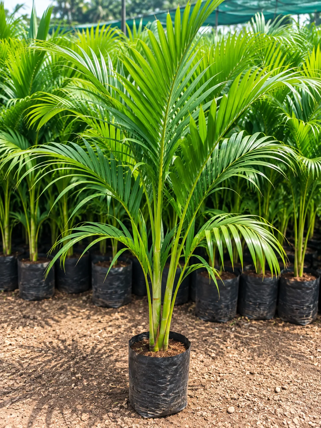 Areca nut plant