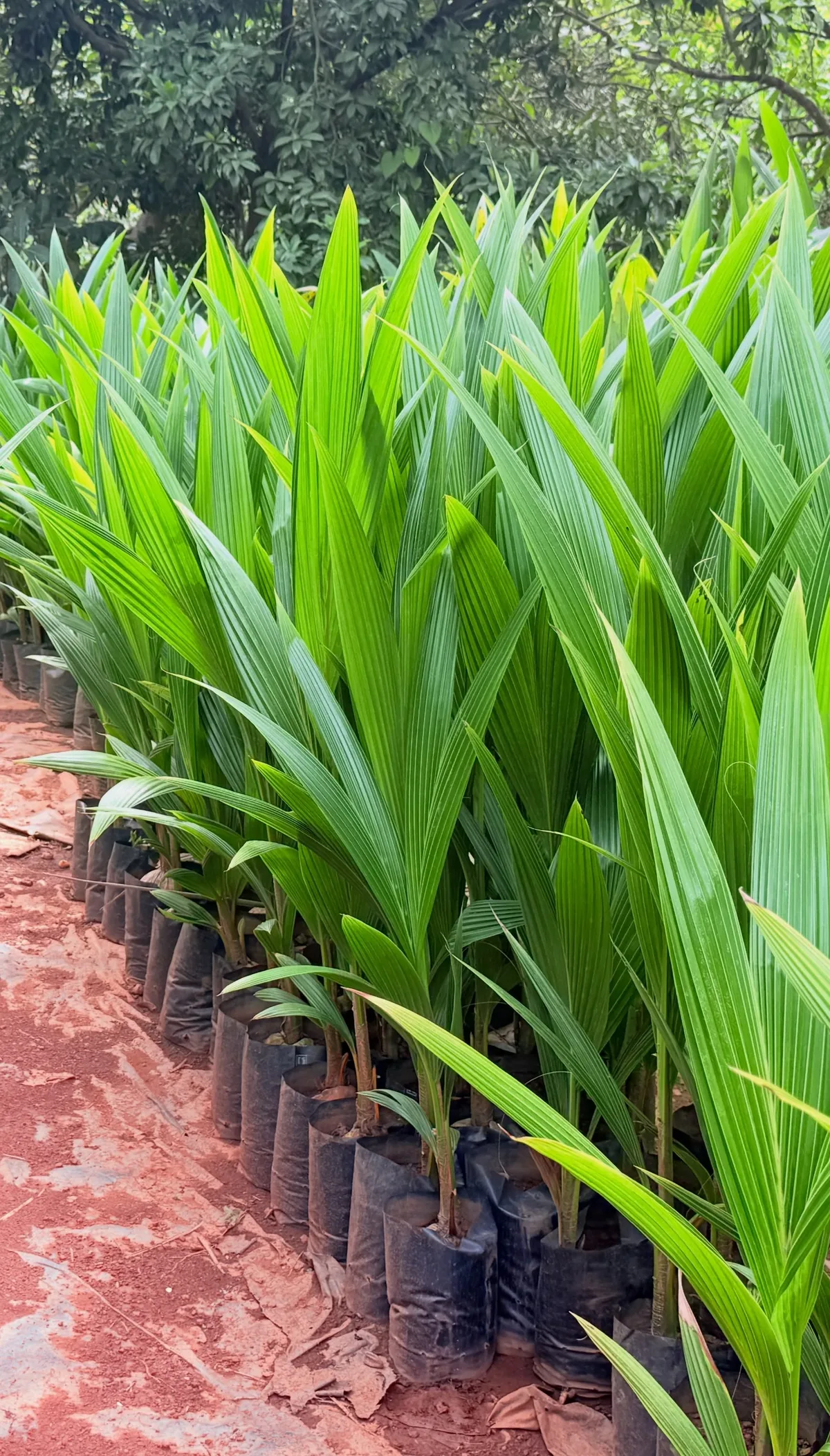 Coconut plant