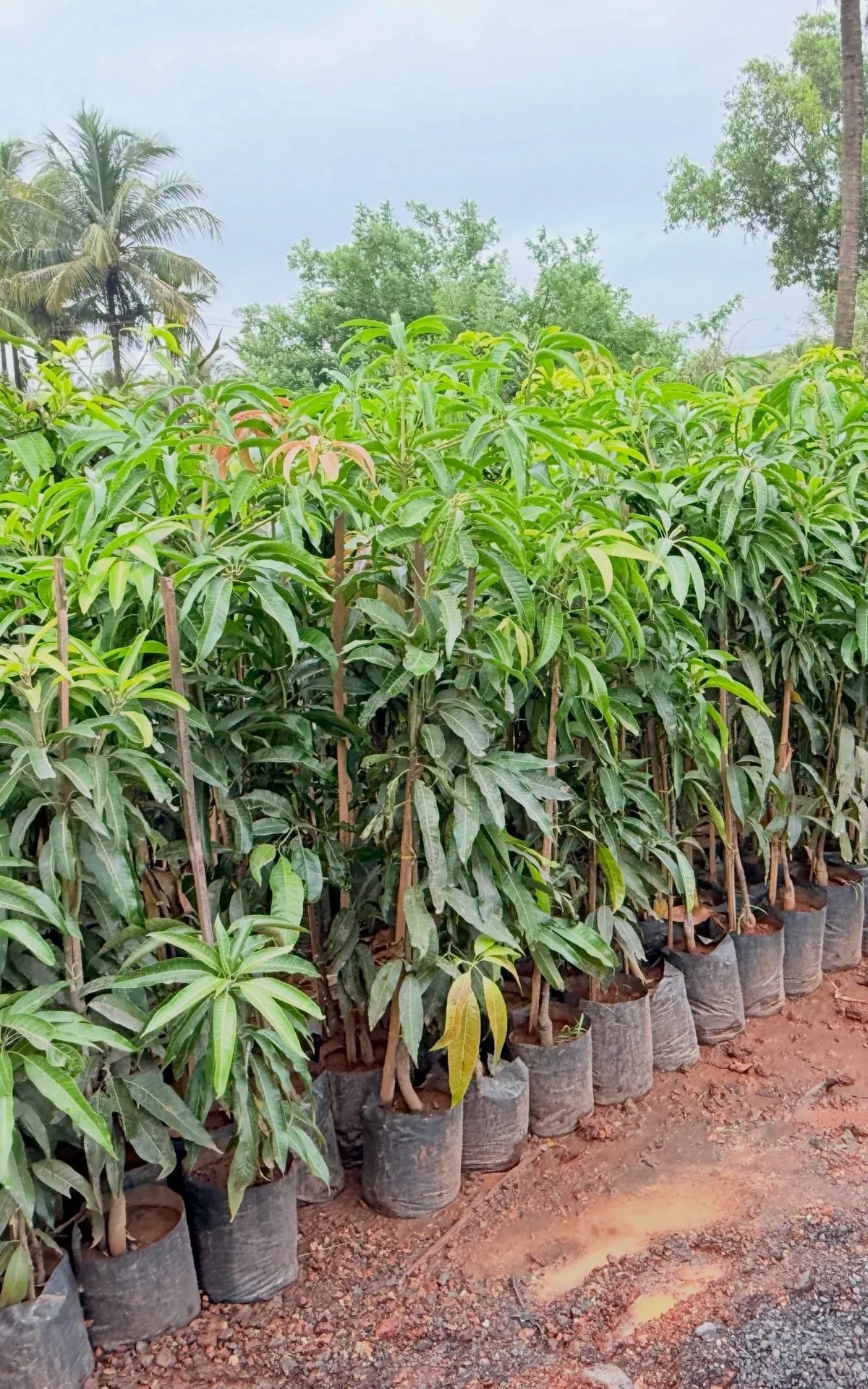Mango plant