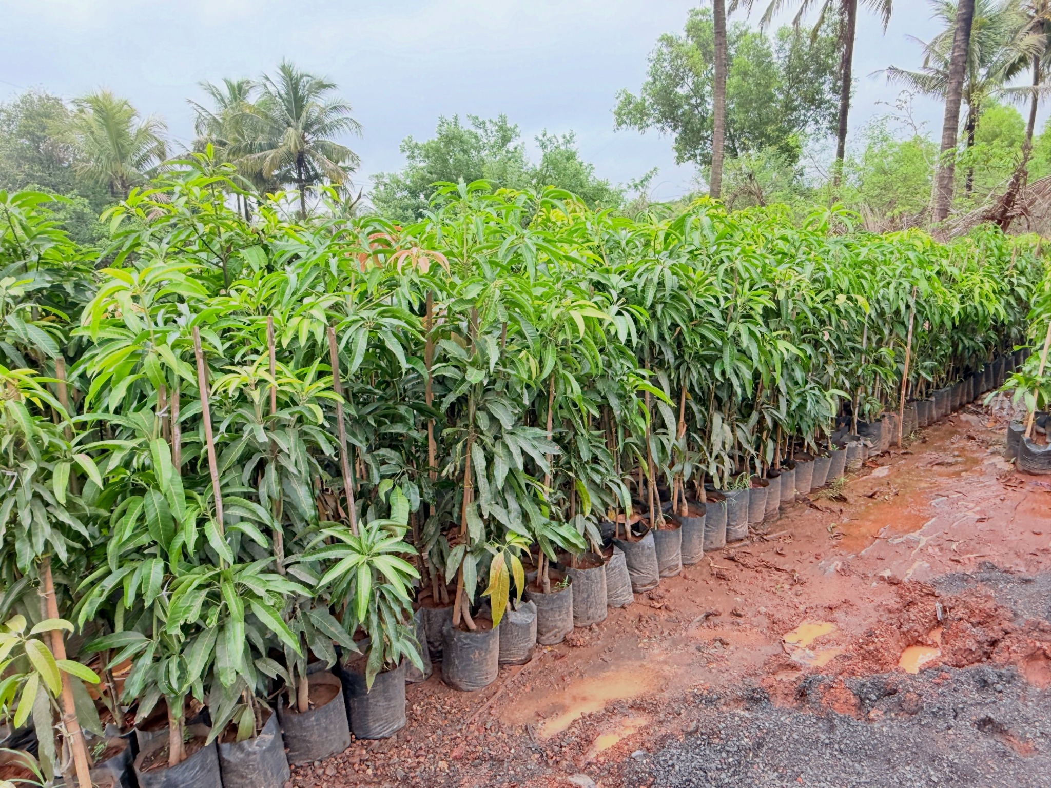 Tornai Nursery fruit plants