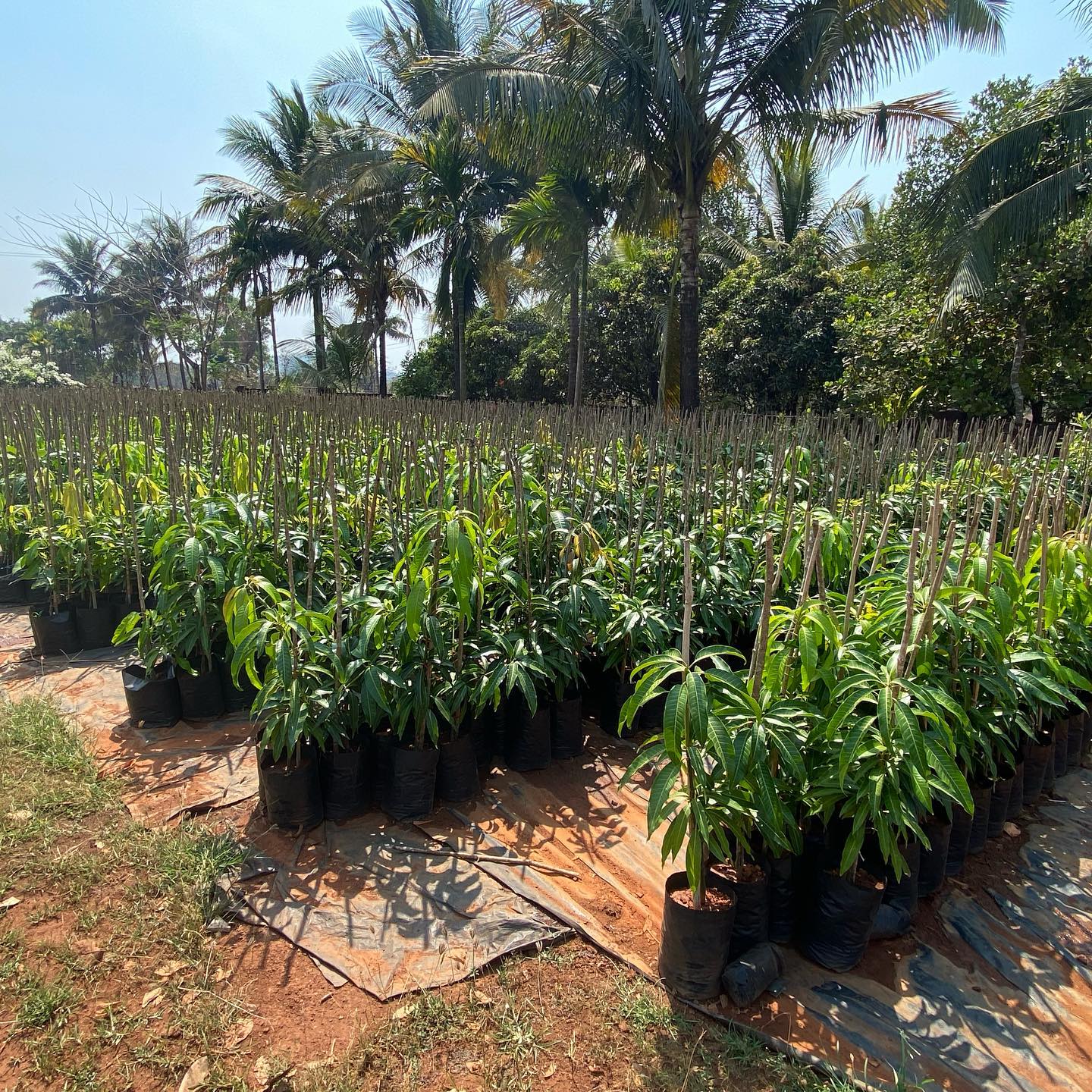 Tornai Nursery plant rows