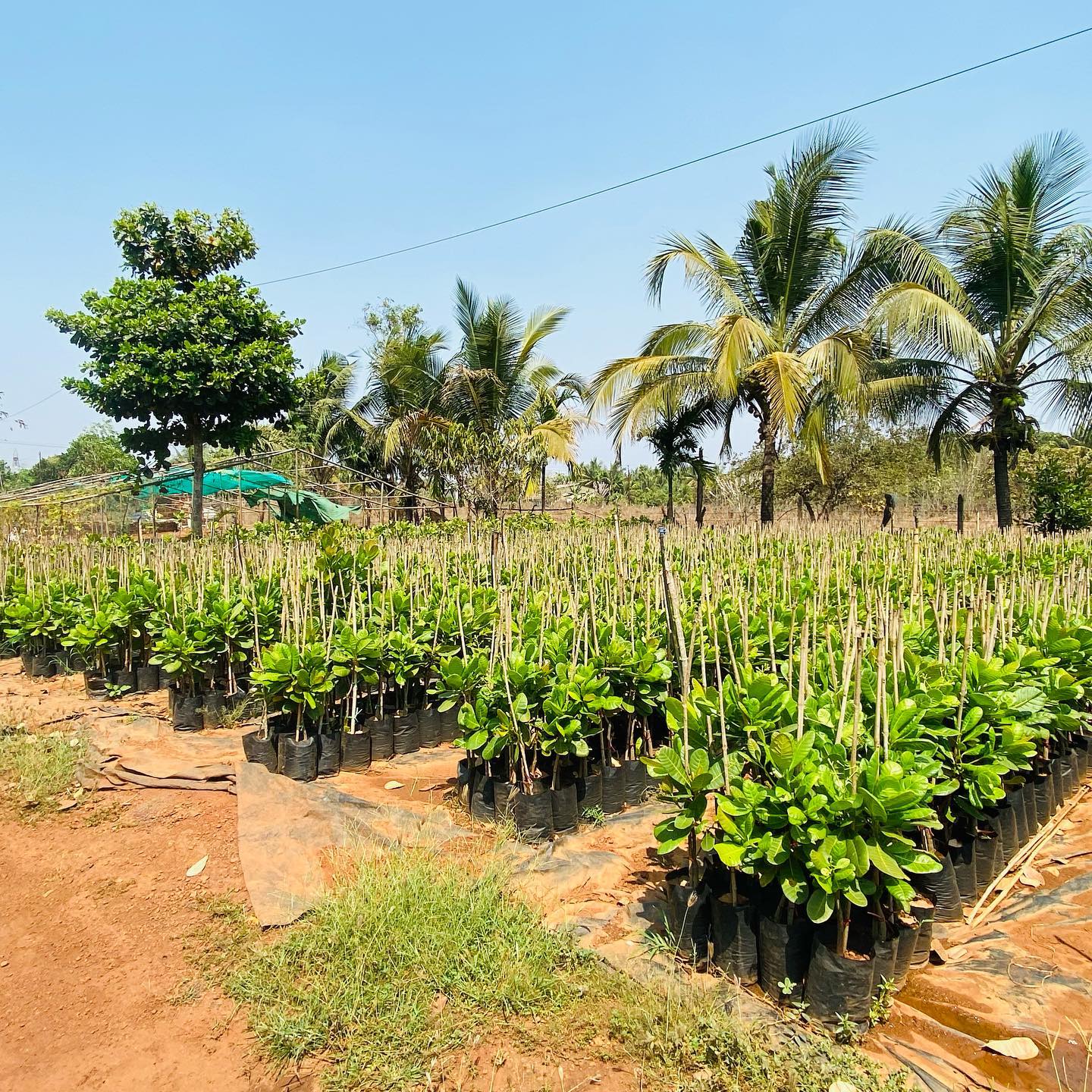 Rows of nursery plants