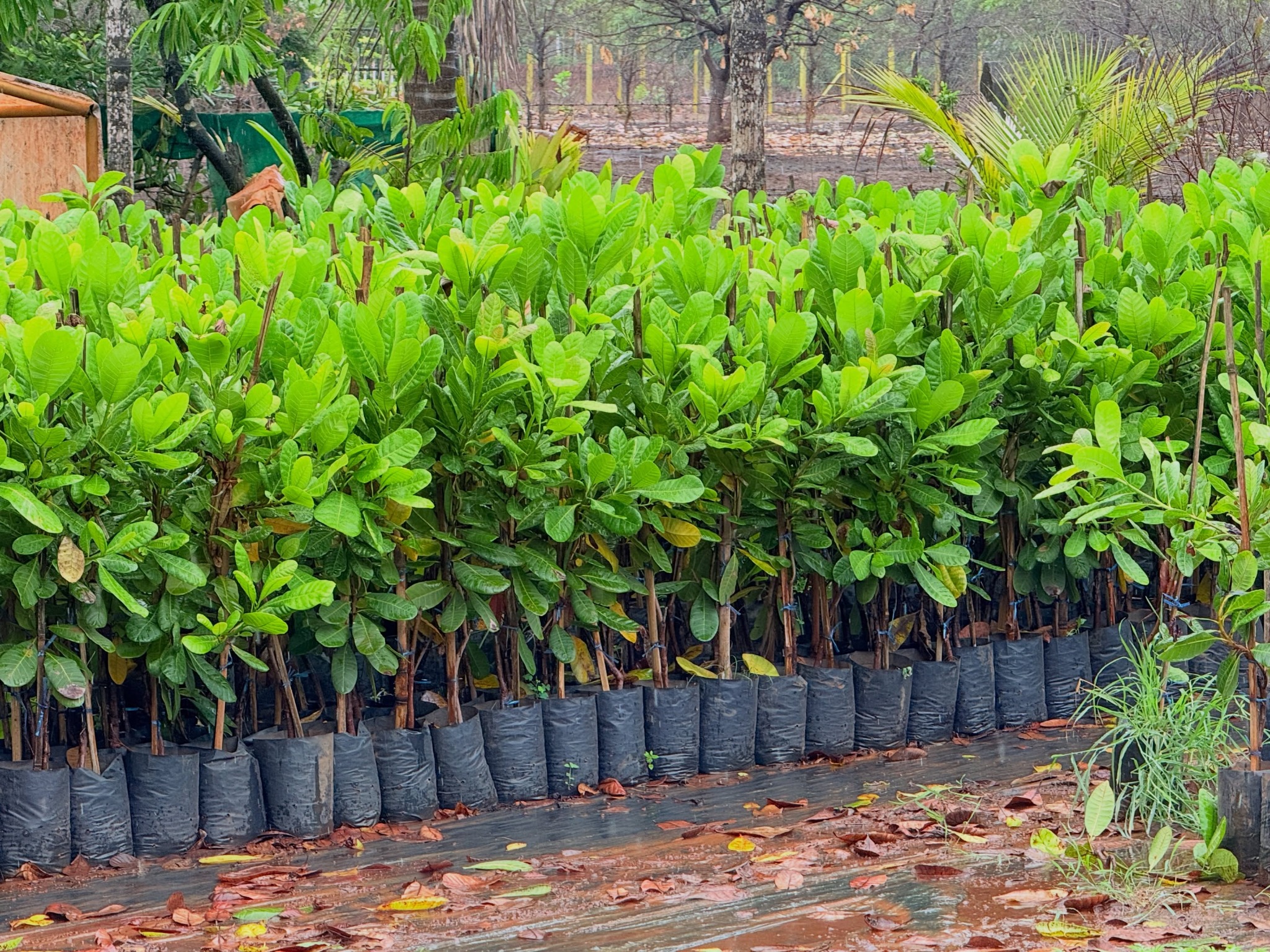 Nursery plants in grow bags