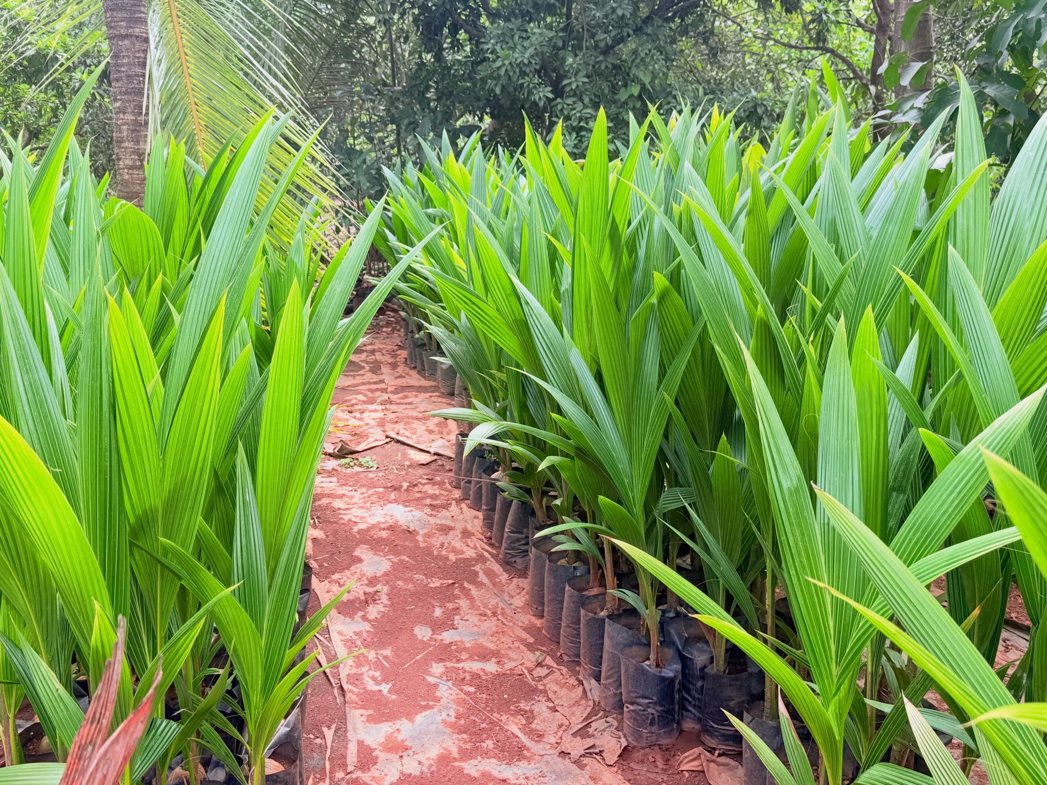 Young nursery plants